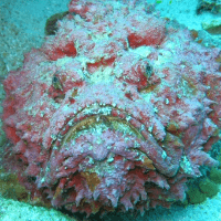 Reef Stonefish