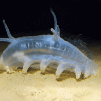 Sea Pig