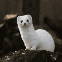 Stoat (Ermine)