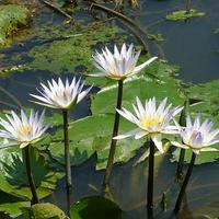 Water lily
