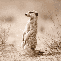 Meerkat