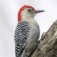 Woodpecker