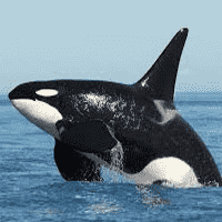 Orca (Killer Whale)