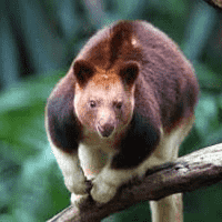 Tree Kangaroo