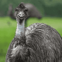 Emu