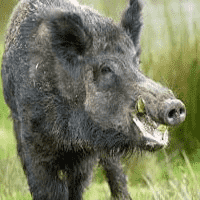 Boar