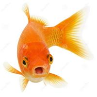 Common GoldFish