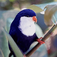 Vini peruviana  (Blue lorikeet)