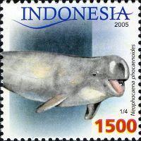 Neophocaena (Finless porpoise)