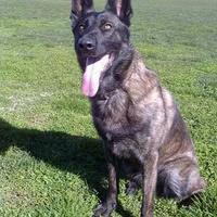 Dutch Shepherd