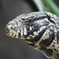 Argentine black and white tegu