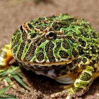 Argentine horned frog