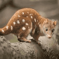 Quoll