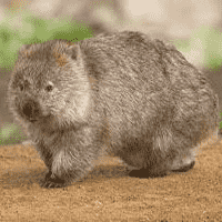 Wombat