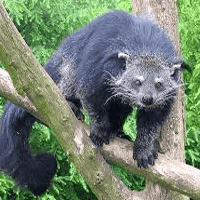 Binturong