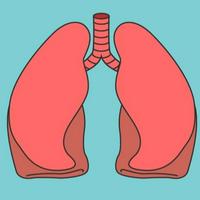 Lungs