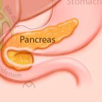 Pancreas