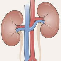 Kidneys