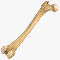 Bone