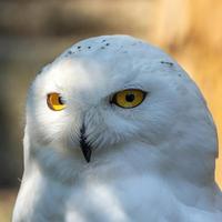 Bubo scandiacus (Snowy Owl)