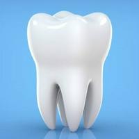 Molar teeth
