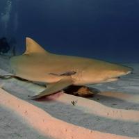 Negaprion Brevirostris (lemon shark)