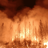 Wildfire