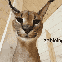 Zabloing (Floppaverse)