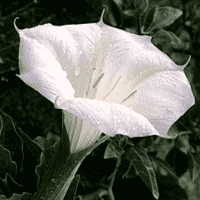Datura
