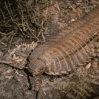 Arthropleura