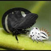 Membracidae (Treehopper)