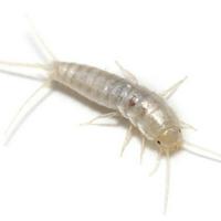 Silverfish