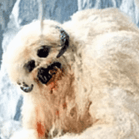 Wampa