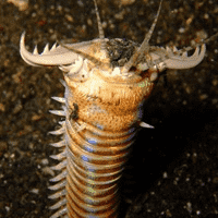 Bobbit Worm