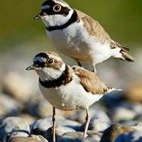 Little ringed plover