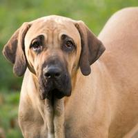 Fila Brasileiro (Brazilian mastiff)