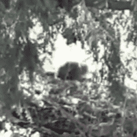 Frank The Squirrel