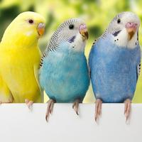 Budgerigars