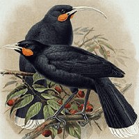 Huia