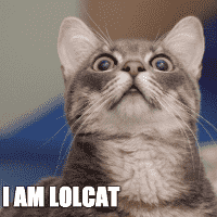 LOLcat