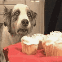 Cupcake Dog