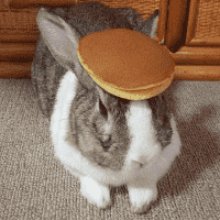 Pancake Bunny (Oolong)