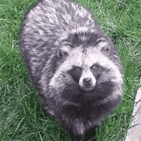 Raccoon Dog (Tanuki)