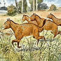 Mesohippus