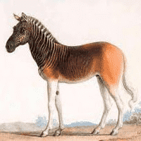 Quagga