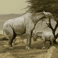 Paraceratherium