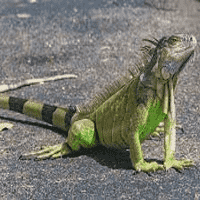 Iguana