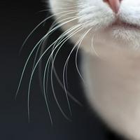 Whiskers