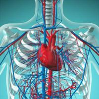 Cardiovascular System