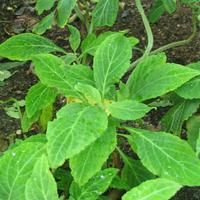 Salvia divinorum